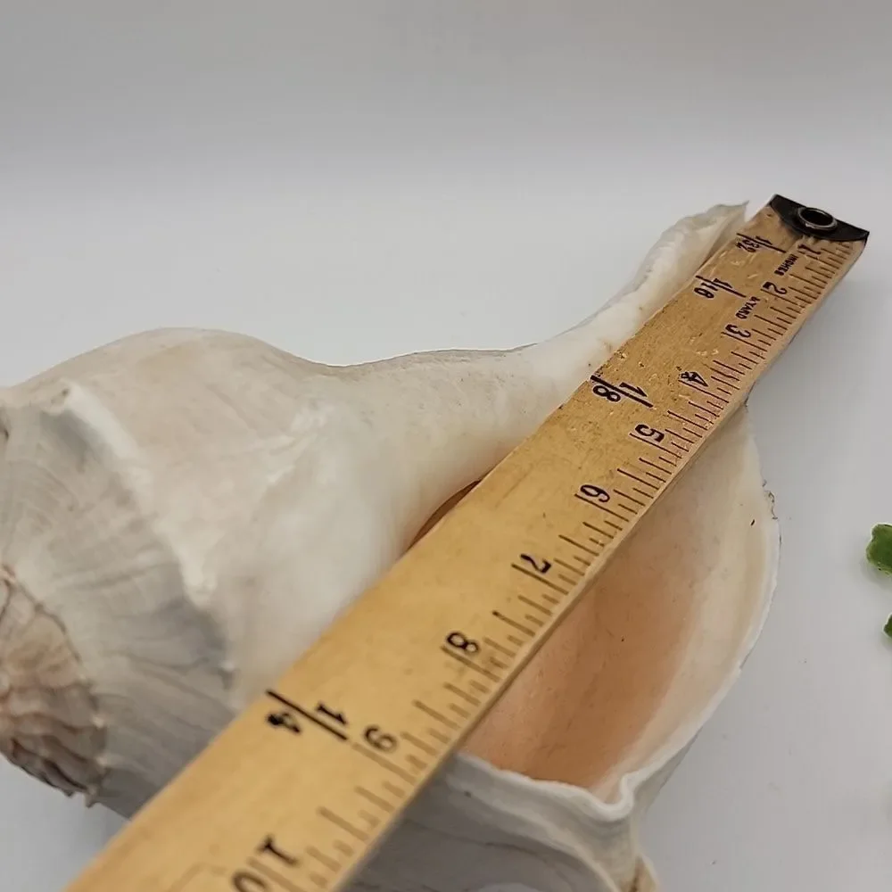 Vintage Conch Shell Left Handed Lightning Welk Coastal Decor